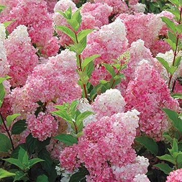 Vainilla Hortensia Flower Seeds for Planting NON GMO Seeds
