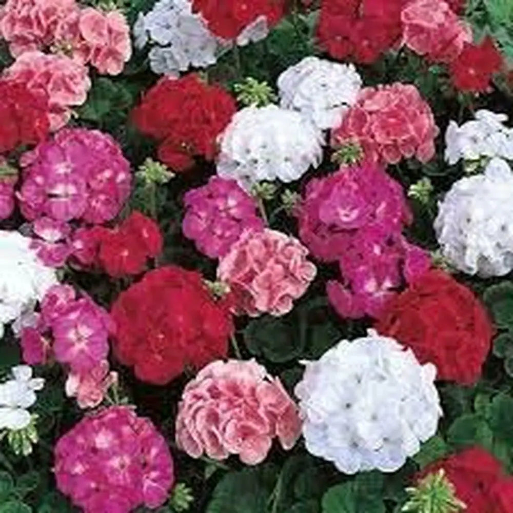 Mixed Perennial Geranium Heirloom Non-GMO Seeds for Planting seeds for planting in home garden