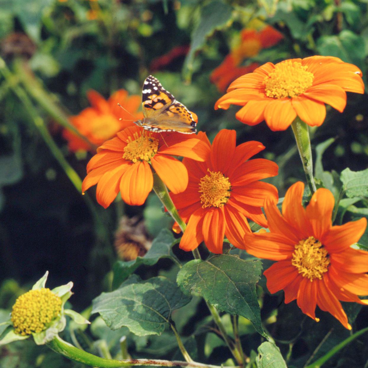 Heirloom Non-GMO Mexican Sunflower Seeds for planting in home garden