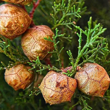 Italian Cypress Tree Seeds (Cupressus sempervirens) – Heirloom Non-GMO Seeds for Tall Elegant Landscapes