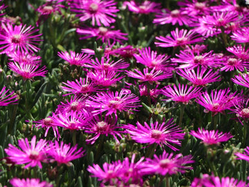 Mittagsblume Flower Seeds for Planting - 100 pcs