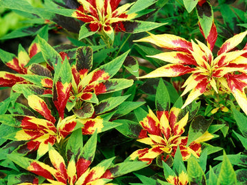 Heirloom Non-GMO Red Yellow Poinsettia Flower Seeds for Planting – Vibrant Holiday Blooming Seeds