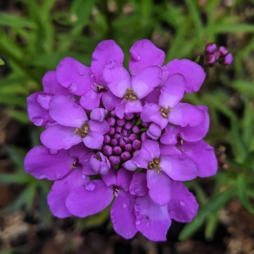 Violet Iberis Flower Seeds for Planting, NON GMO Seeds seeds for planting in home garden
