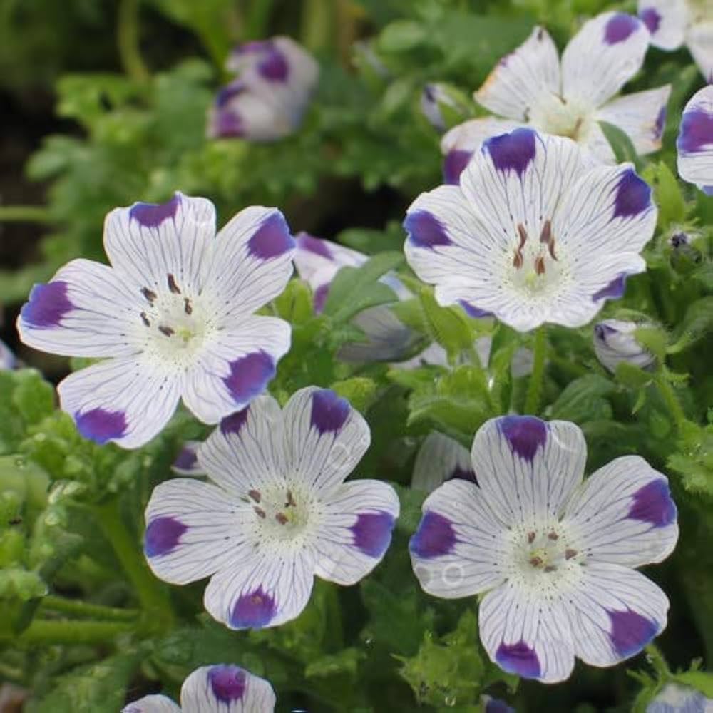Heirloom Non-GMO White Blue Maculata Flower Seeds for Garden Planting for planting in home garden