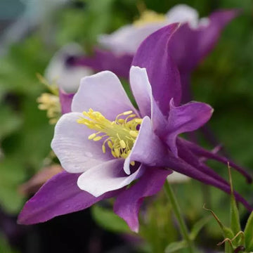 Purple White Aquilegia Seeds – Heirloom, Non-GMO Flower Seeds for Planting