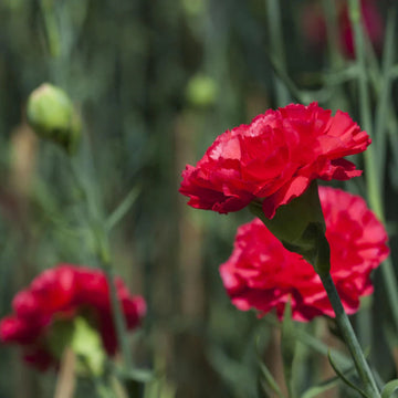 Deep Red Carnation Flower Seeds – Heirloom, Non-GMO, Rich Blooms for Garden Planting
