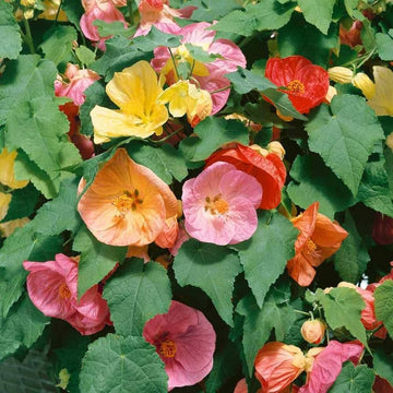 Heirloom Non-GMO Mix Abutilon Flower Seeds for Garden Planting – Colorful Lantern-Like Blooms