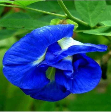 Blue Clitoria Flower Seeds for Planting - 100 pcs