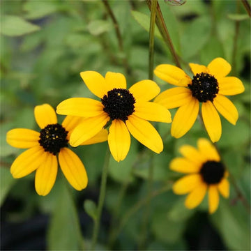 Yellow Rudbeckia Triloba Flower Seeds for Planting Wildflowers - Heirloom & Non GMO