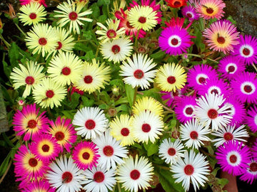 Ice Plant Mixed Flower Seeds for Planting – Organic, Heirloom, Non-GMO Seeds