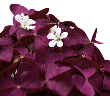 Oxalis Triangularis Flower Seeds – Heirloom, Non-GMO Seeds for Planting Vibrant Purple Blooms
