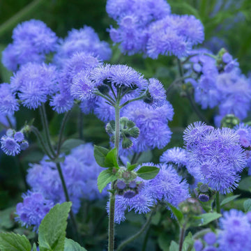 Heirloom Blue Ageratum Flower Seeds for Planting - Beautiful Blooms, Non-GMO garden seeds