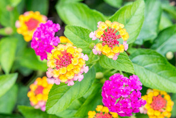 Heirloom Non-GMO Pink Yellow Lantana Flower Seeds for Butterfly Gardens and Colorful Outdoor Planting