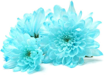 Sky Blue White Chrysanthemum Seeds – Heirloom, Non-GMO Flower Seeds for Garden Planting