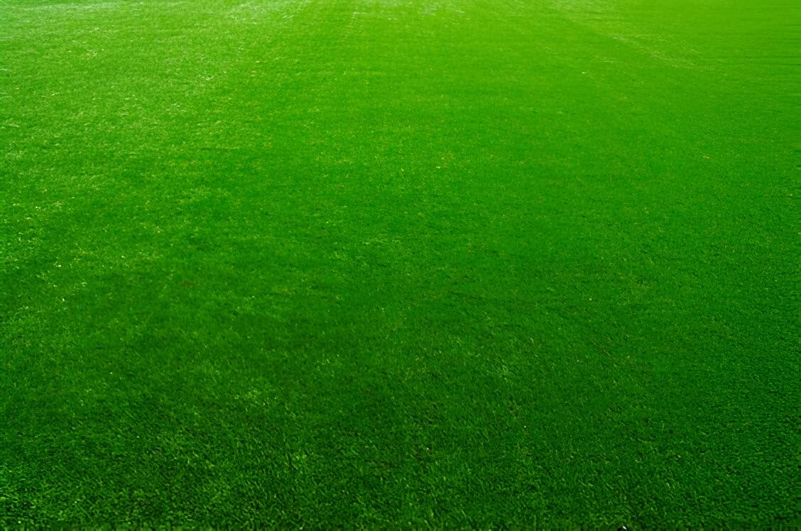 Eco-Friendly / Low-Maintenance Grass Seeds