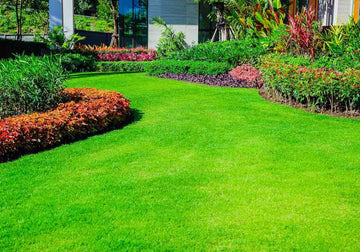 Lawn Grass Seeds Mix – Red, Blue, Green & Yellow Shades
