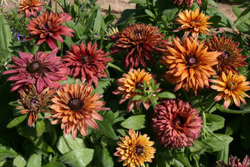 Rudbeckia Sahara Seeds for Planting - NON GMO Seeds