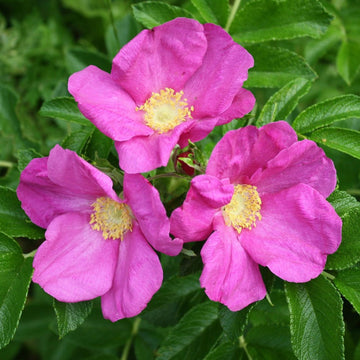 Rugosa Fragrant Rose Heirloom Non-GMO Seeds for Planting