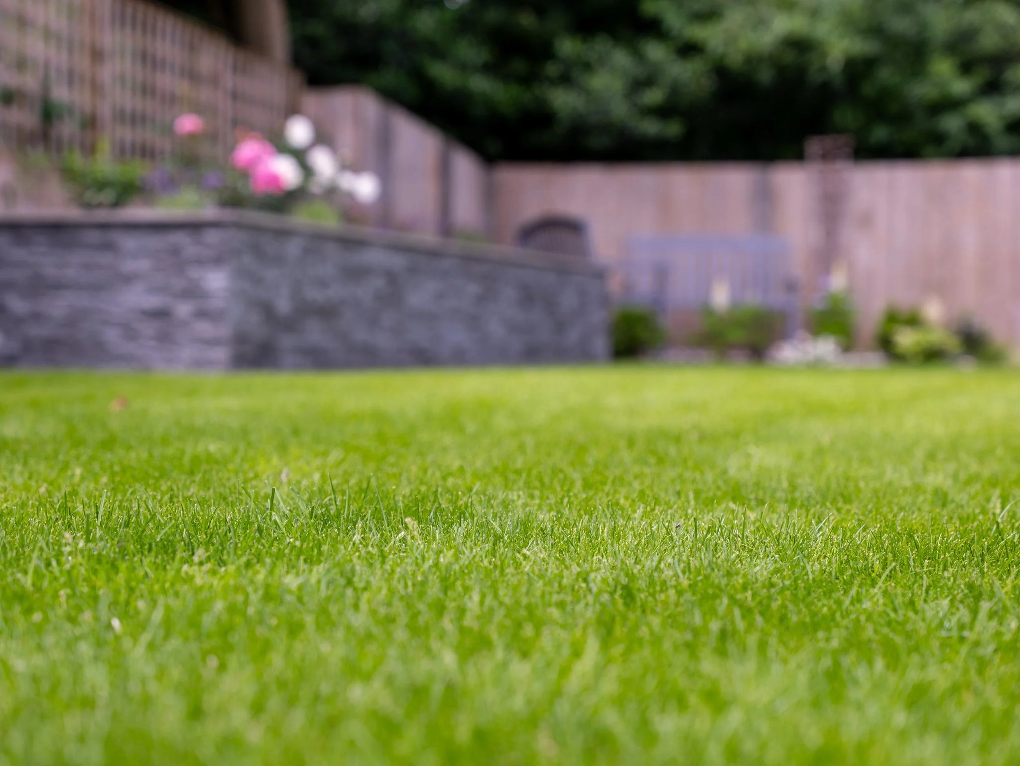 Premium Turf Mix for Ornamental Lawns