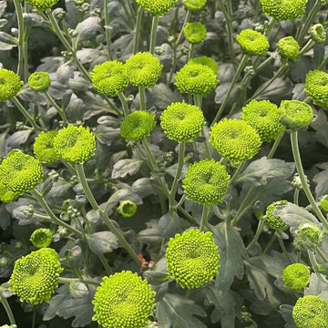 Green Chrysanthemum Flower Seeds for Planting - 100 Pcs pcs