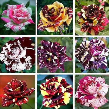 Dragon Rose Mixed Color Flower Seeds for Planting – Heirloom Non-GMO Seeds