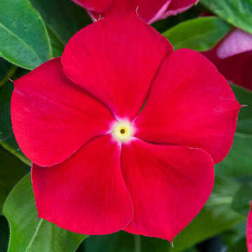 Vinca Red Flower Seeds for Planting – Organic, Heirloom, Non-GMO Blooming Seeds