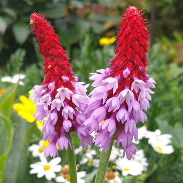 Pink Vialii Flower Seeds – Heirloom Non-GMO Primula Seeds for Striking Garden Borders