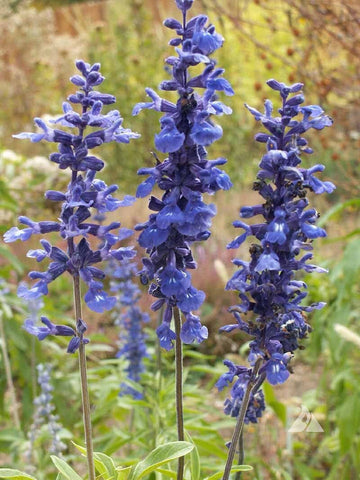 Blue Sage Flower Seeds – Heirloom Non-GMO Herb Blooms for Vibrant Garden Planting