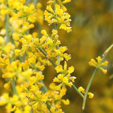 Retama Sphaerocarpa Flower Seeds – Heirloom Non-GMO Yellow Broom Blooms for Drought-Tolerant Garden Planting
