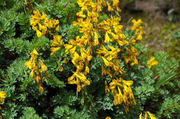 Heirloom Non-GMO Yellow Corydalis Manchu Flower Seeds for Garden Planting