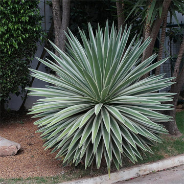 Green Agave Angustifolia Plant Seeds – Heirloom Non-GMO Succulent Seeds for Drought-Tolerant Gardens