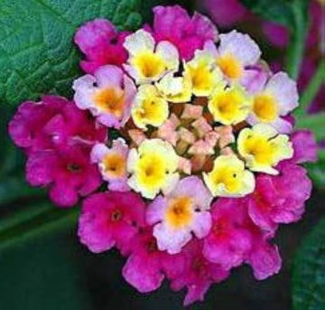 Feston Purple Yellow Rose Flower Seeds - Non-GMO Heirloom Garden Seeds for Planting and Growing