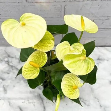 Heirloom Non-GMO Anthurium Flower Seeds for Planting – Light Yellow Exotic Blooms