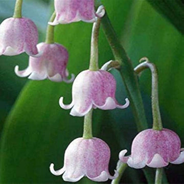 Purple Bell Orchid Flower Seeds for Planting