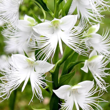 White Egret Orchid Seeds for Planting | Organic, Heirloom, Non-GMO Flower Seeds