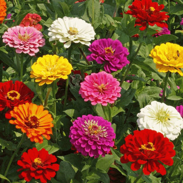 Zinnia Elegans Flower Seeds for Planting – Mixed Colors, Non-GMO, Heirloom Variety