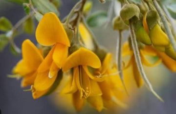 Yellow Erythrina Seeds for Planting - NON GMO Seeds