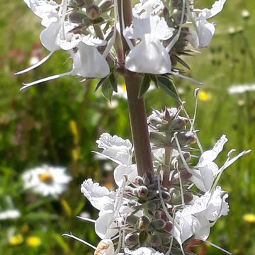 White Sage Seeds for Planting – Organic, Heirloom, Non-GMO Flower & Herb Seeds