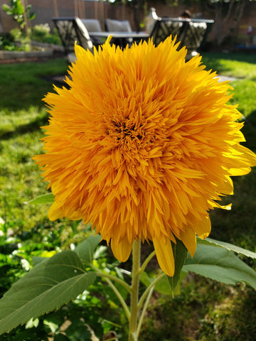 Honey Bear Yellow Flower Seeds for Planting – Organic, Heirloom, Non-GMO Seeds