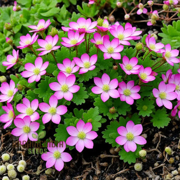 Saxifraga Moss Flower Seeds for Planting, NON GMO Seeds
