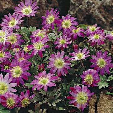 Heirloom Non-GMO Pink Blanda Star Flower Seeds for Garden Planting – Delicate Daisy-Like Bloom
