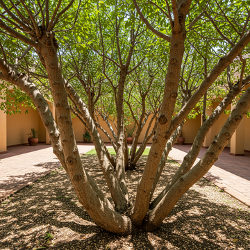 Non-GMO Boswellia Sacra Seeds for Planting – Heirloom Frankincense Tree Seeds