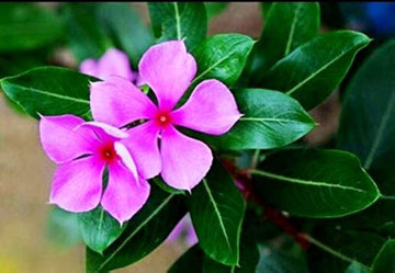 Organic Pink Catharanthus Flower Seeds for Planting – Heirloom, Non-GMO