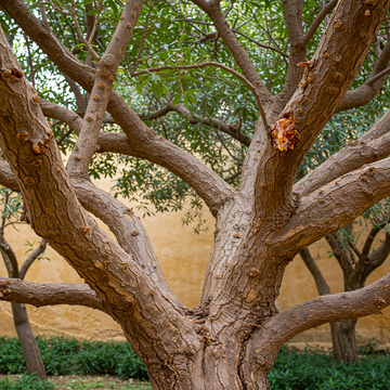 Boswellia Sacra Frankincense Tree Seeds – Non-GMO, Heirloom Seeds for Planting