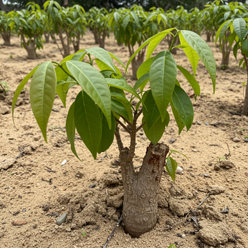 Boswellia Sacra Seeds for Planting – Heirloom, Non-GMO Frankincense Tree Seeds