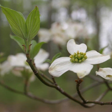 Heirloom Non-GMO Cornus Flower Seeds for Garden Planting – Ornamental Dogwood Blooms