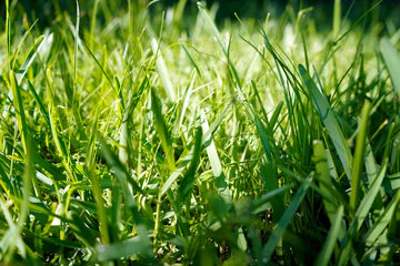 Fast-Germinating Grass for Quick Lawn Growth
