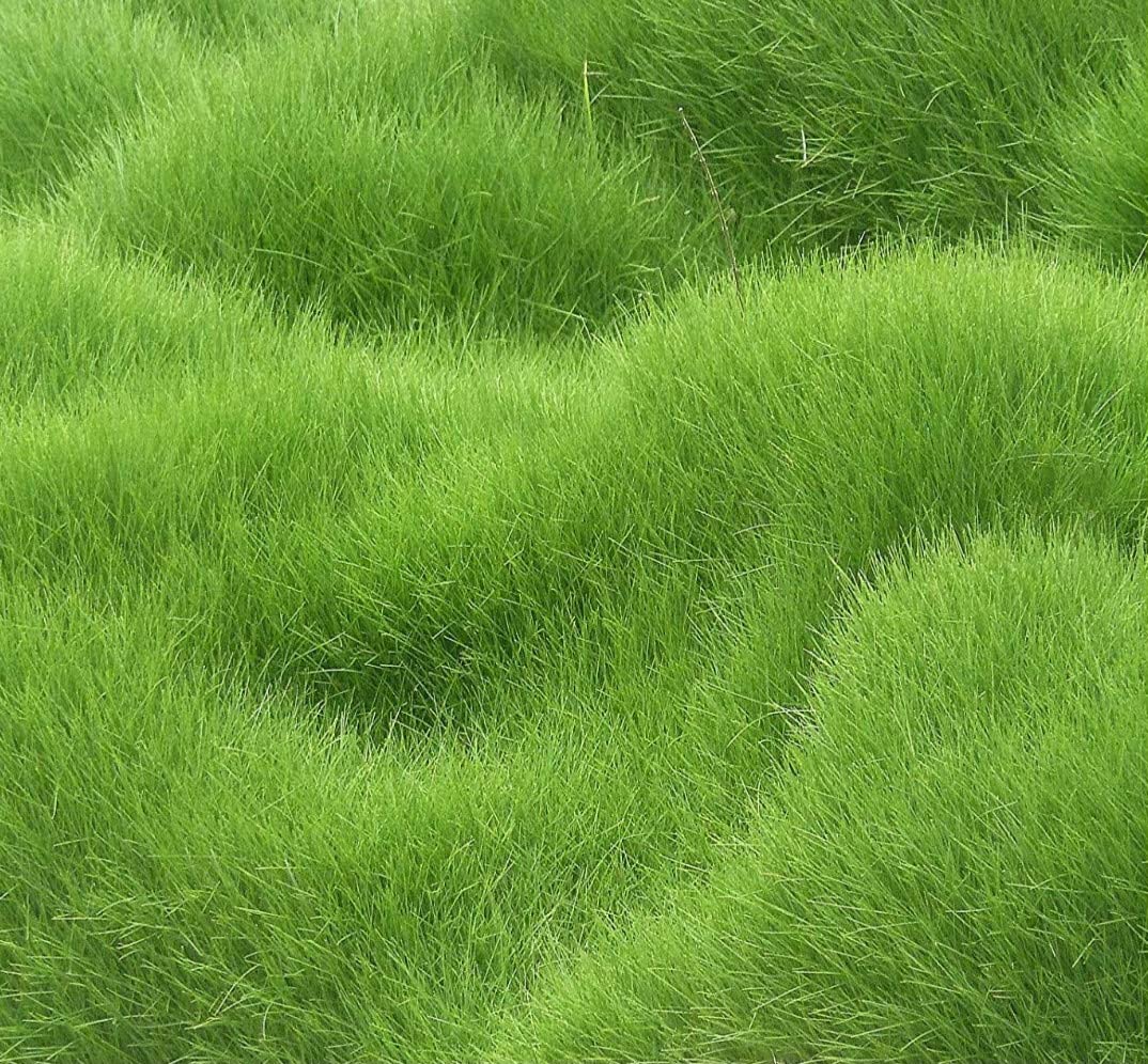 Blue Velvet Kentucky Bluegrass Seed