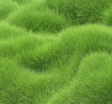 Blue Velvet Kentucky Bluegrass Seed