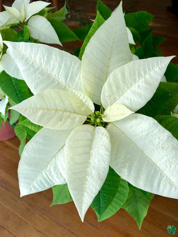 White Poinsettia Flower Seeds – Heirloom Non-GMO Festive Blooms for Garden and Pot Planting